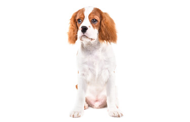 Cute Spaniel puppy, sitting isolated on white background