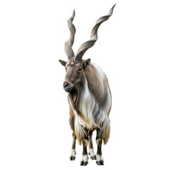 Markhor standing, looking forward, studio shot, wild animal