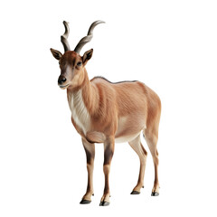 Gazelle standing on transparent background