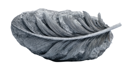 Feather merging with rock forming a monochrome fossil relief symbolizing strength, fragility, and ancient natural history