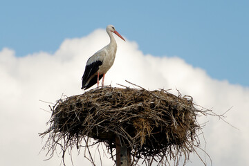 White Stork Standing on large Nest Against a White Cloud and blue sky