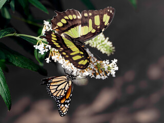 Two butterflies perched on butterfly-bush (buddleja). Monarch butterfly (Danaus plexippus) a milkweed butterfly and Siproeta stelenes (malachite) a Neotropical brush-footed butterfly