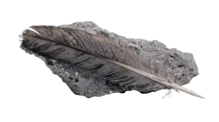 Feather resting on rough volcanic rock demonstrating fragility and strength in natural contrast