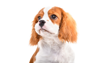 Portrait of a cute Spaniel puppy, closeup, isolated on white background