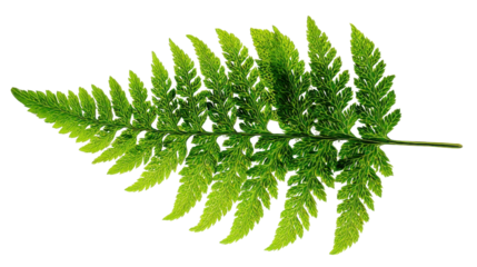 Green fern frond showing detailed natural foliage. Isolated plant on transparent background ready for design