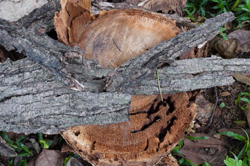 A pile of wood is on the ground in a forest. The wood is cut and has leaves on it. The scene is peaceful and serene