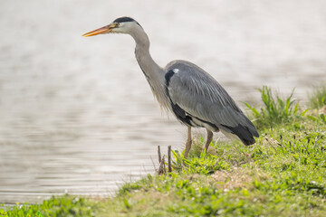 Fototapeta premium grey heron beside water, close up