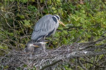 Fototapeta premium grey heron and chicks in the nest, close up