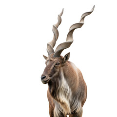 Markhor goat standing with impressive long twisted horns