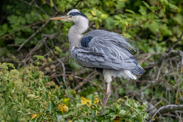 Fototapeta premium Grey heron shaking itself in a tree