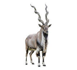 Markhor goat standing isolated with greyish brown coat