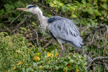Fototapeta premium Grey heron shaking itself in a tree