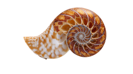 Nautilus shell cross-section revealing natural spiral geometry, fibonacci sequence, and golden ratio on transparent background
