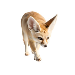 Fennec fox pouncing or running towards camera isolated view