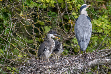 grey heron chicks in the nest, close up