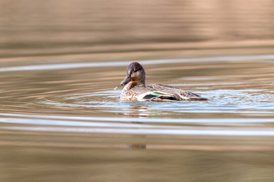 A beautiful duck swimming and playing in the lake. Wild birds in the wild. Nature photography.