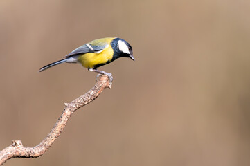 Great tit in nature, a small passerine bird easily recognizable by its brightly colored plumage.