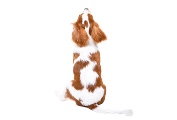 Spaniel puppy, sitting isolated on white background, rear view