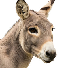 Donkey head close up with serene expression isolated