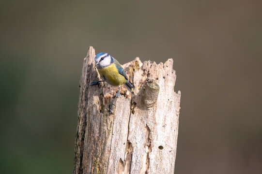Great tit in nature, a small passerine bird easily recognizable by its brightly colored plumage.