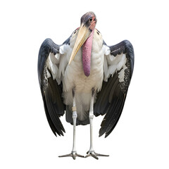 Marabou stork spreading wings isolated on transparent
