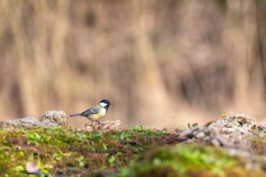 Great tit in nature, a small passerine bird easily recognizable by its brightly colored plumage.