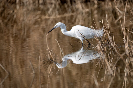 little egret, a small, slender and elegant heron that walks in the lake