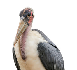 Half body shot of marabou stork looking at camera directly