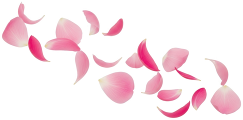 Delicate, softly illuminated pink rose petals, rendered in a stylized vector graphic style, gracefully scattered and overlapping against a transparent, isolated on transparent background.