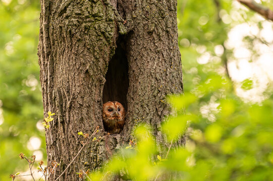 Tawny Owl sitting in its tree hollow
