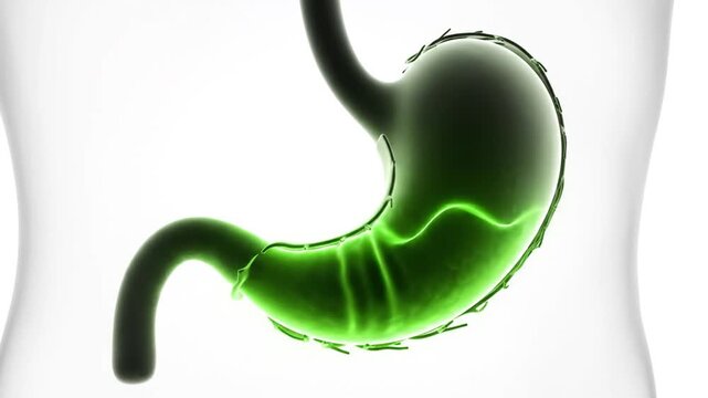 Animated Glowing Green Stomach Diagram Showing Churning Motion for Medical Visualization and Healthcare Promotion