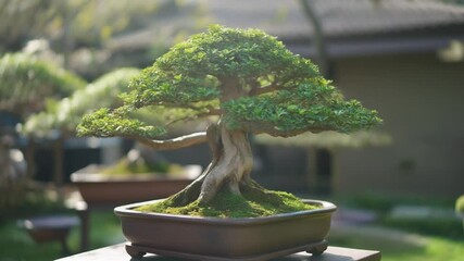 Artistic Bonsai Tree Displayed in a Serene Garden