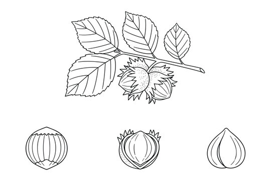 Hazelnut plant with nuts and leaves botanical vector illustration line art drawing isolated