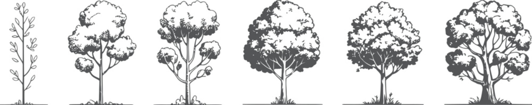 Adobe Illustrator Artwork Illustration of trees showing stages of growth from seedling to mature form

