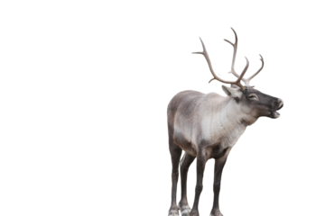 Caribou (Rangifer tarandus) Isolated on a White Background with Copy Space. Majestic Arctic Reindeer Cut-Out for Wildlife Posters, Educational Media, and Nature-Themed Designs. PNG File