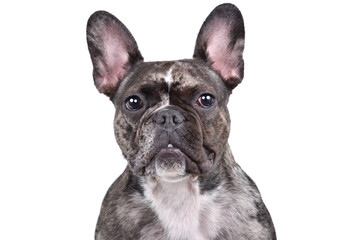 Portrait of a beautiful French bulldog, closeup, isolated on white background
