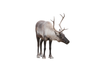 Caribou (Rangifer tarandus) Isolated on a White Background with Copy Space. Majestic Arctic Reindeer Cut-Out for Wildlife Posters, Educational Media, and Nature-Themed Designs. PNG File
