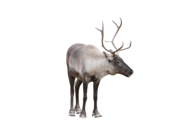 Caribou (Rangifer tarandus) Isolated on a White Background with Copy Space. Majestic Arctic Reindeer Cut-Out for Wildlife Posters, Educational Media, and Nature-Themed Designs. PNG File