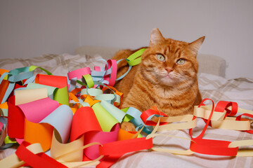 Orange cat sitting on bed surrounded with many festive multicolored Christmas handmade garlands and looking at camera. Domestic pets at home during winter holidays.
