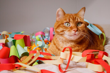 Orange cat sitting on bed surrounded with many festive multicolored Christmas handmade garlands. Domestic pets at home during holidays