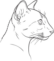 Profile portrait of a cat © MST MAJADA