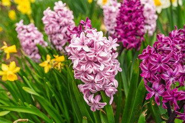 Hyacinth in the springtime garden.
