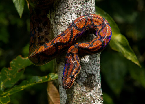 snake on tree
