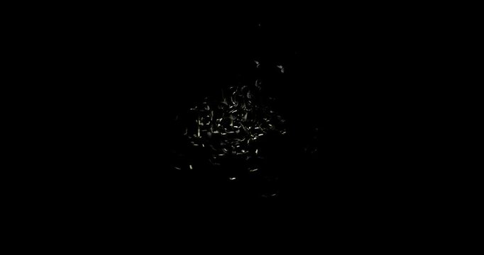 bug swarm spin effect on black background