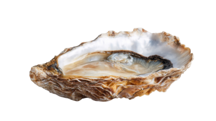 Fresh oyster bivalve seafood mollusk with open shell, raw delicacy for fine dining kitchen, transparent background