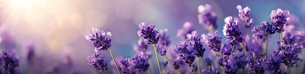 Obraz premium Close up of vibrant lavender flowers blooming in a field under sunlight