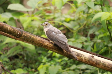 Fototapeta premium A gray bird perched on a tree branch in a lush green forest