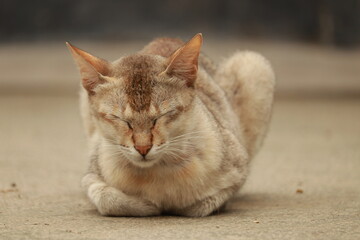 A cute fluffy gray domestic feline kitten sits on a wooden fence while a young tabby cat explores the nature ground and a white mammal pet rests on a tree