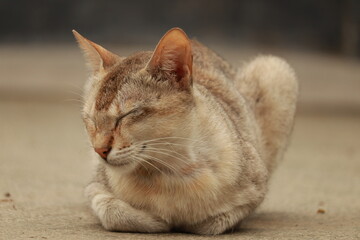 A cute orange and white cat sitting on the ground with a blurred background
