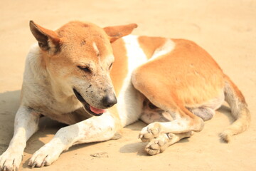 A dog lying on the sand with a white and brown coat
